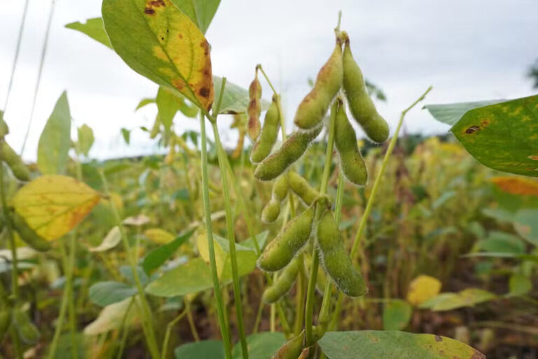 Produtores usam fungos e bactérias para combater pragas e doenças em lavouras de soja em Roraima