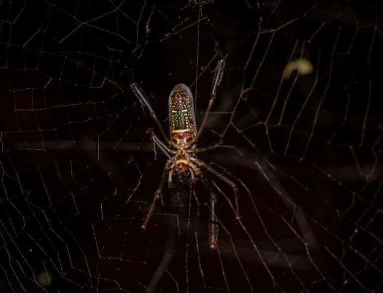 Aranha encontrada na Amazônia tem teia dourada como joia e resistente como aço