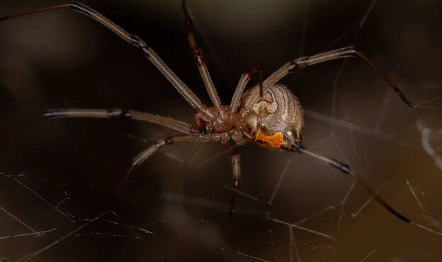 Conheça 3 aranhas mais venenosas que vivem em Rondônia; especialista explica riscos e como evitar acidentes