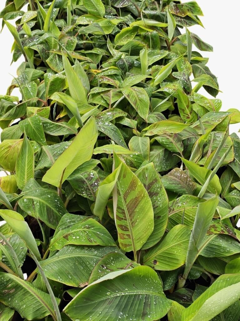 Mudas de bananeiras são desenvolvidas com tecnologia in vitro para beneficiar pequenos produtores em Mato Grosso