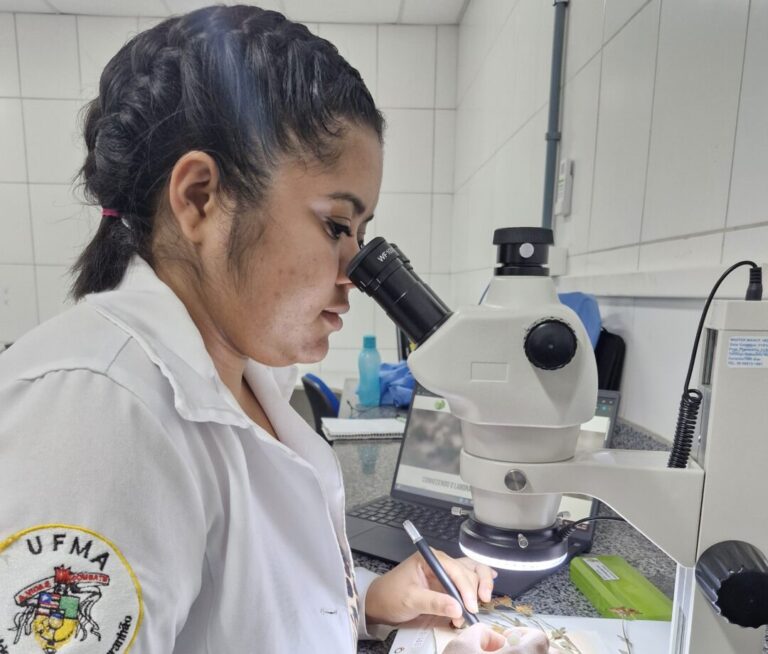 Pesquisadora analisa como é produzido instrumento típico do São João do Maranhão