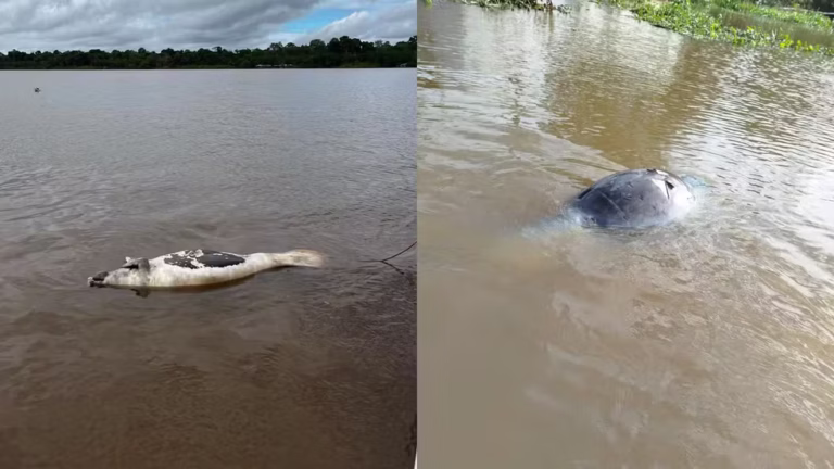 Pesquisadores do Amapá registram mortes de peixes-bois na região de Gurupá, no Pará