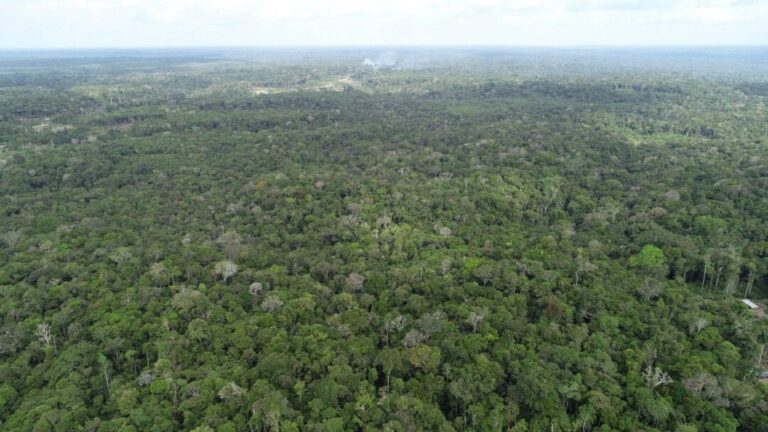 Amazônia ainda pode evitar colapso ecológico, diz estudo liderado pelo IPAM