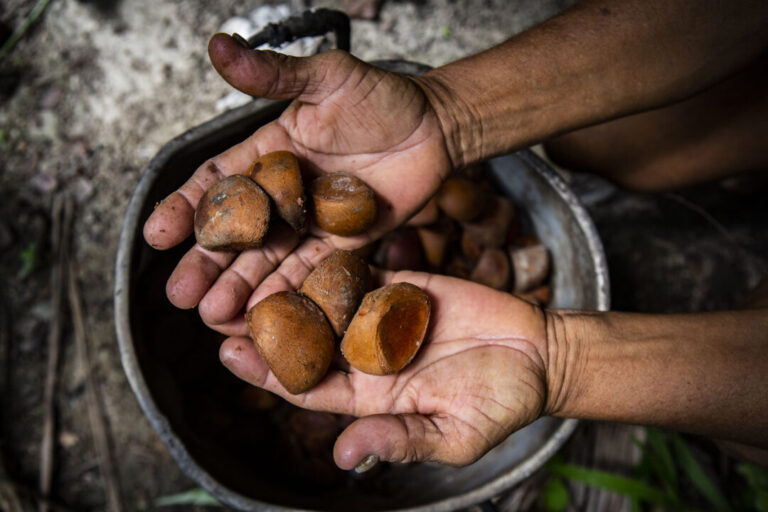 Resíduo de andiroba tem potencial para desenvolver pesticida natural, aponta pesquisa