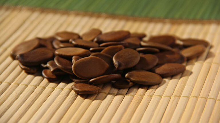 Estudo aponta onde e com quais espécies reflorestar a Amazônia com base na ciência