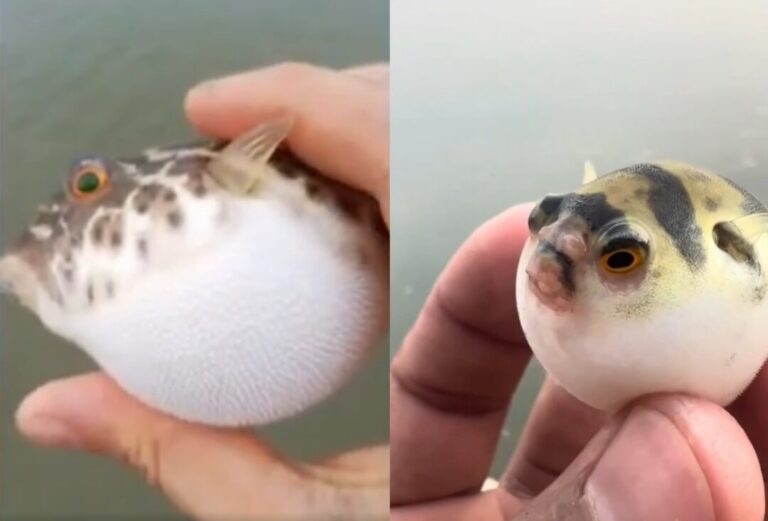 Peixe-balão na Amazônia: espécie de baiacu venenoso infla o corpo para intimidar predadores