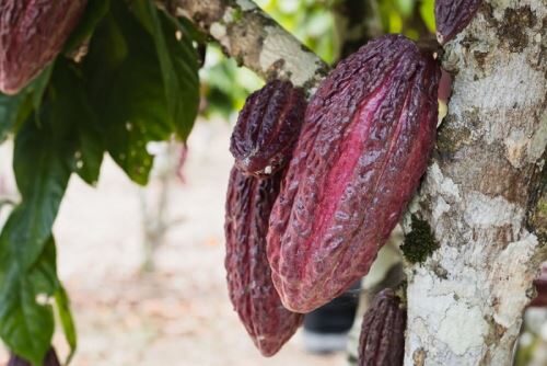 Comunidades indígenas peruanas promovem comercialização de cacau amazônico em Atalaya