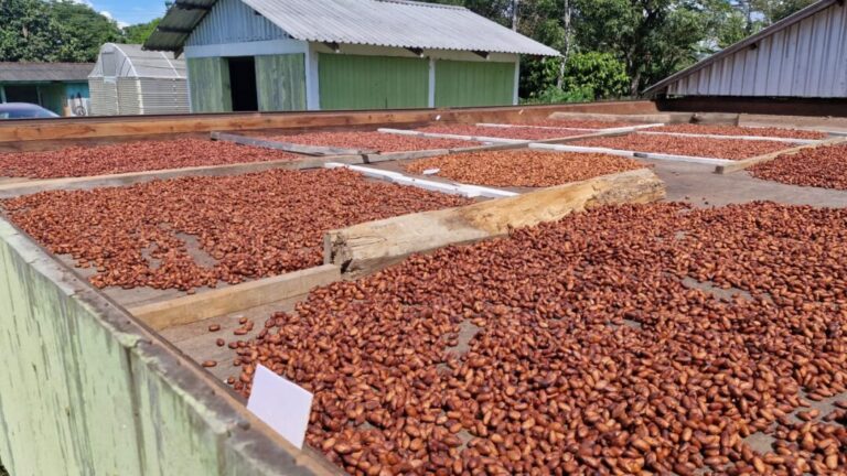 Pesquisa busca fortalecer produção de cacau em Rondônia e impulsionar agricultura familiar