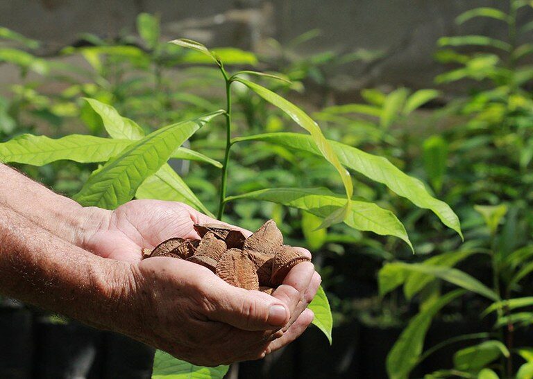 Plano Amazônia de bioeconomia
