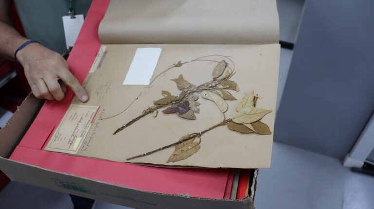 Herbário do Museu Goeldi celebra 130 anos como guardião da flora amazônica