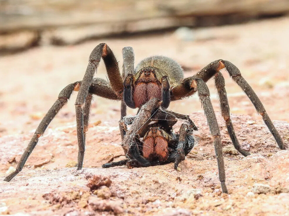 Conheça 3 aranhas mais venenosas que vivem em Rondônia Conheça 3 aranhas mais venenosas que vivem em Rondônia