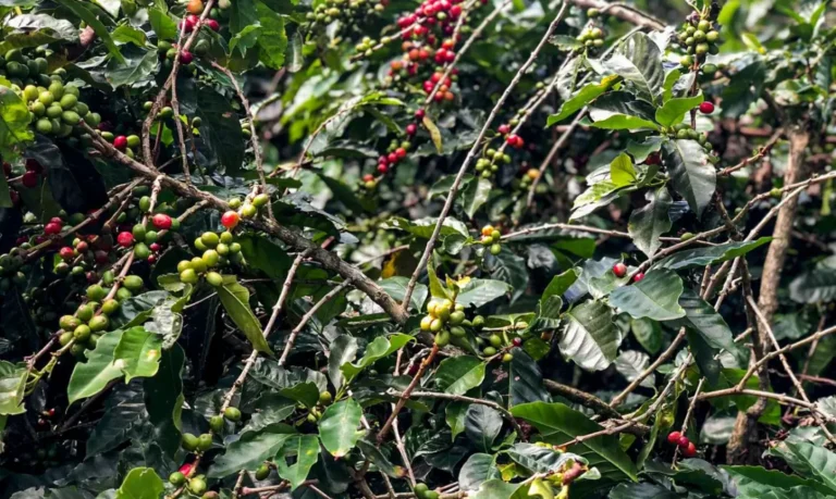 Conheça a diferença dos cafés Arábica e Robusta e entenda sua distribuição na Amazônia