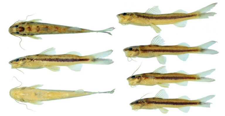 Nova espécie de bagre é descoberta na bacia do rio Xingu, em Mato Grosso