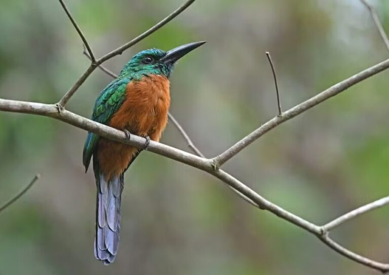 Jacamaraçu: o brilho dourado da floresta amazônica