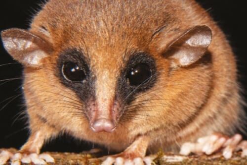 Nova espécie de marsupial é descoberta em Parque Nacional na Amazônia peruana