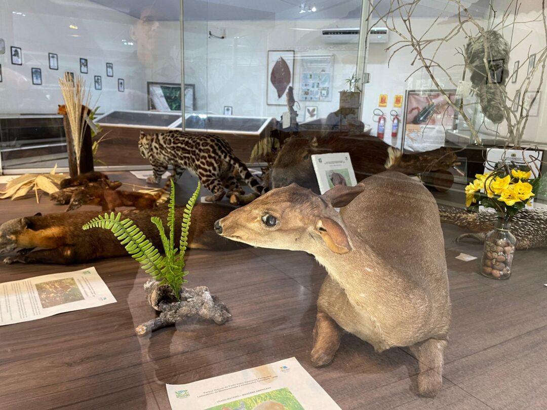 Museu do Parque Natural encanta visitantes com mais de 150 espécies da fauna amazônica
