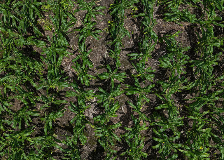 Maranhão leva à COP30 modelo inédito que alia mulheres, terra e floresta