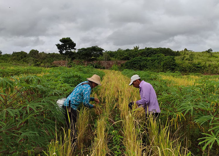 Açaizais nativos do Maranhão