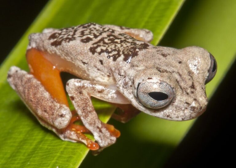 Você sabia que um sapo na Amazônia foi batizado em homenagem a Ozzy Osbourne? 