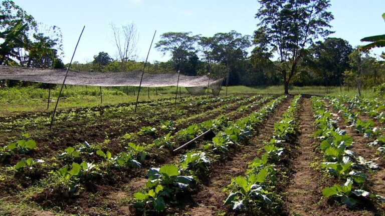 Rios no Amazonas iniciam processo de vazante e agricultores retomam cultivos para recuperar prejuízos