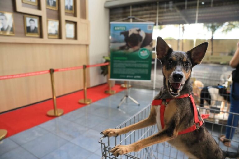 Comissão de Proteção aos Animais e Meio Ambiente da Aleam vai intensificar combate aos maus-tratos e reforçar ações ambientais