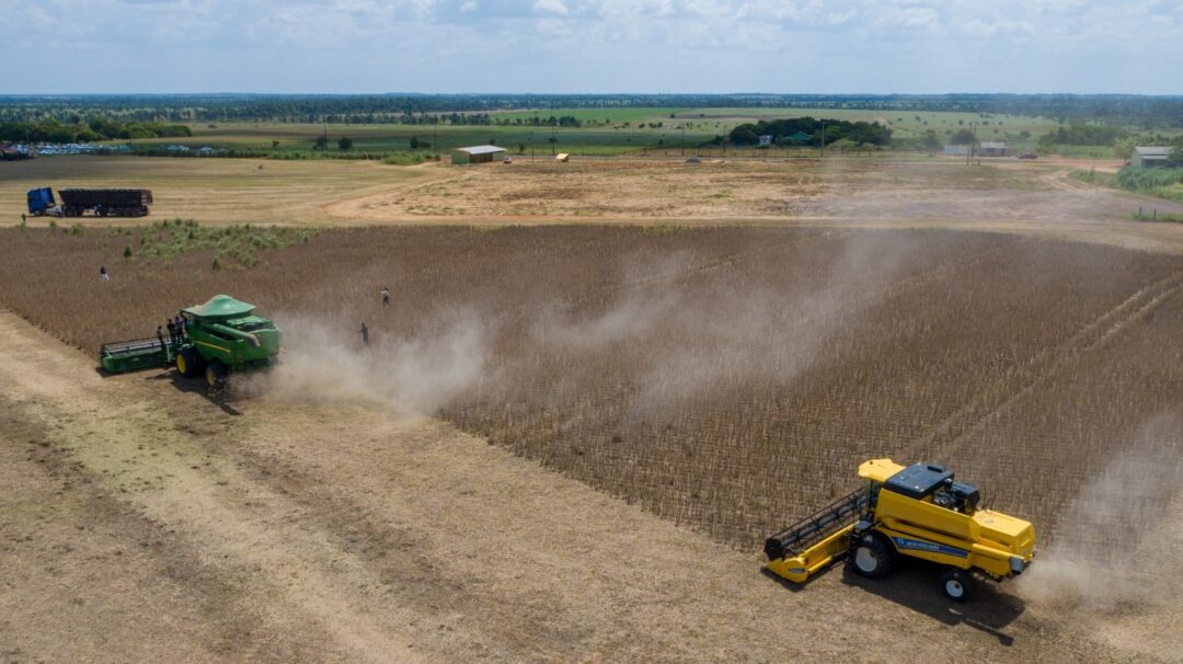 colheita de soja