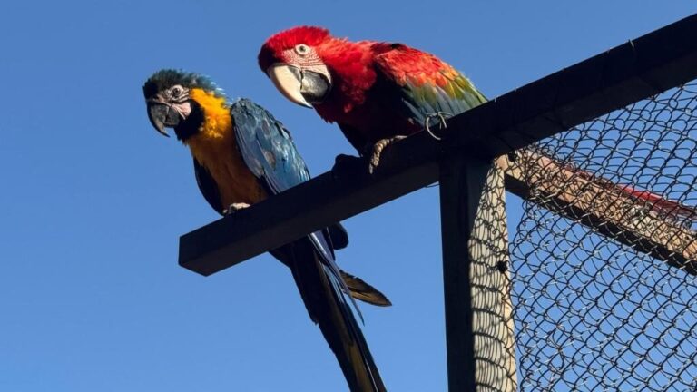 Fazenda São Benedito: área de soltura de animais silvestres na natureza