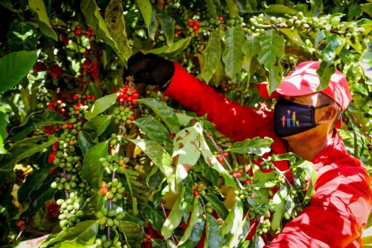 Instituto de Pesquisa Agropecuária do Amazonas (IPAG-AM)