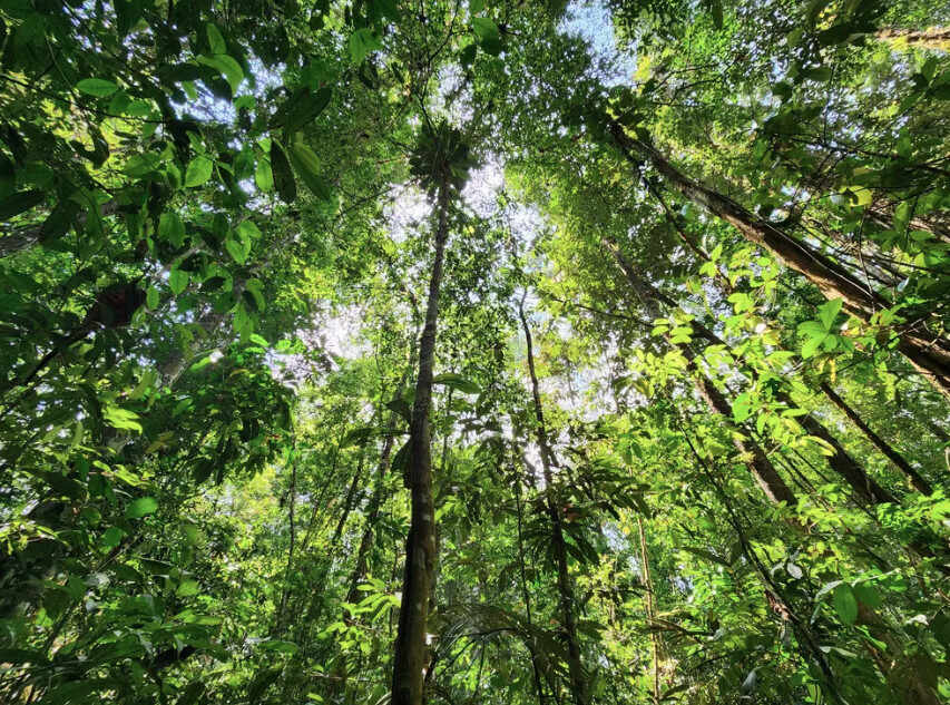 Floresta Nacional do Amapá