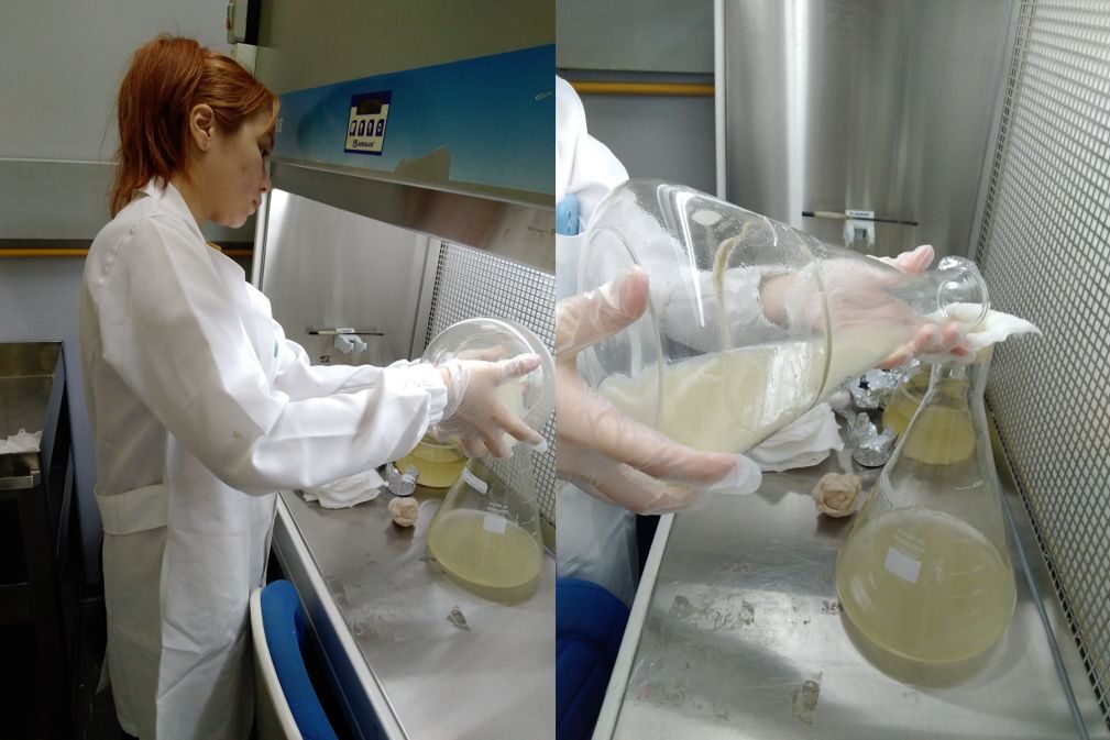 pesquisa fungos água