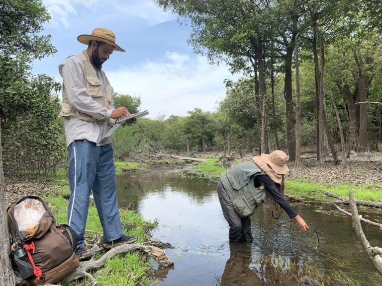 Pesquisa identifica mais de 11,3 mil insetos aquáticos na RDS do Uatumã no Amazonas