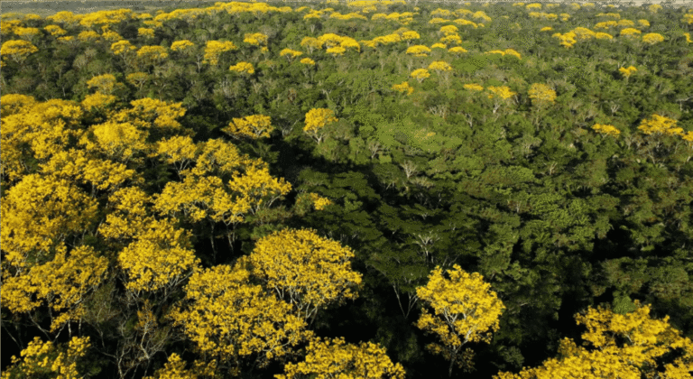 Amazônia ganha plataforma de dados climáticos e territoriais