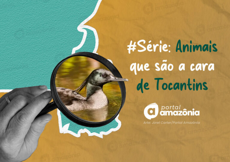 #Série l A cara da Amazônia: 5 animais que são a cara do Tocantins