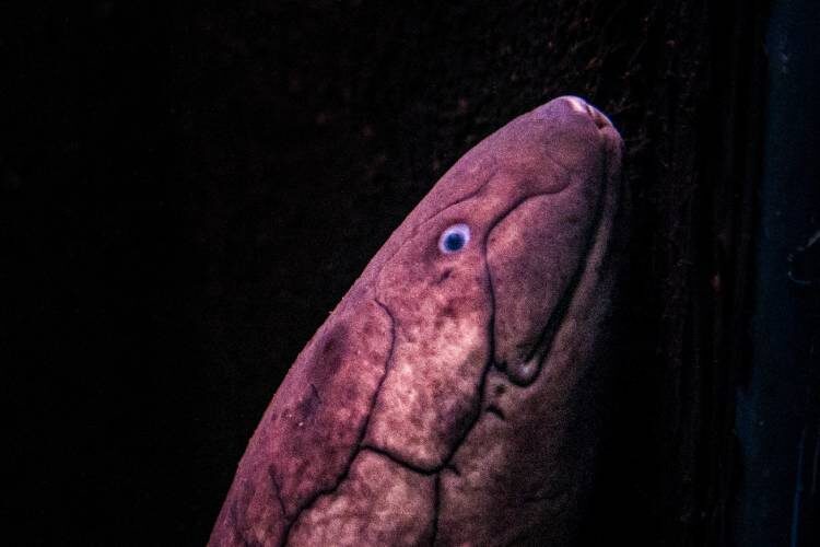 peixes Piramboia_Interna4_(Lepidosireniformes)_Joao_Paulo_Marques_D_Andretta