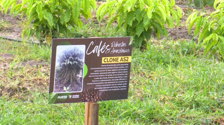 Campo experimental testa variedades do café robusta amazônica em Roraima