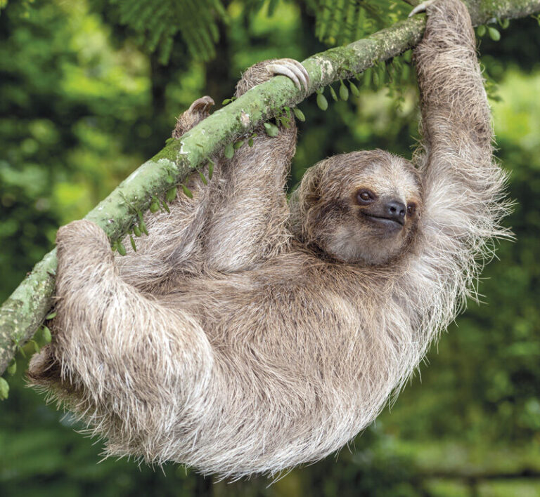 Preguiças morrem com o calor na Amazônia, revela artigo