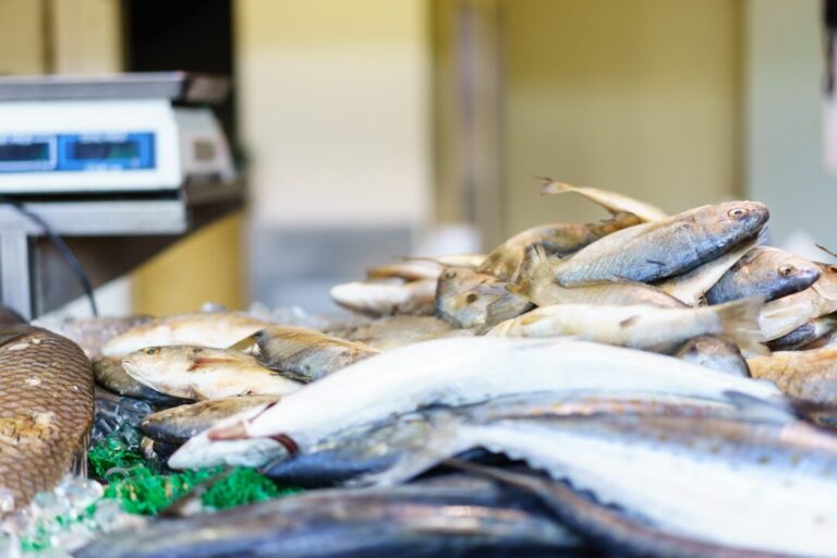 Setor pesqueiro do Pará pode ser duramente afetado por tarifas dos EUA