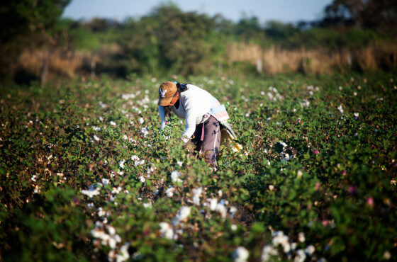 adaptação climática na amazônia envolve alimentação
