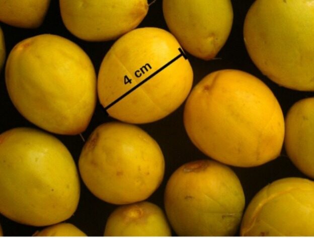 Imagem colorida mostra frutos maduros de Cutite, também conhecido popularmente como cutiribá