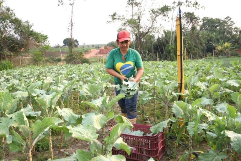 Adaptação climática na Amazônia deve priorizar segurança alimentar da população com espécies resilientes