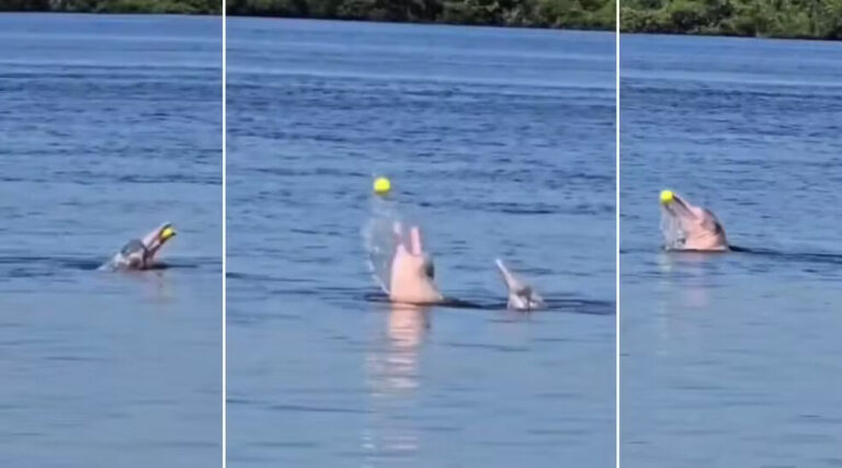 Botos viralizam ao brincar com bola em rio no Amazonas; vídeo