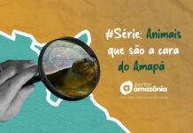 série animais amapá