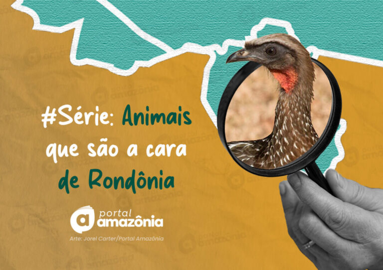 #Série l A cara da Amazônia: 5 animais que são a cara de Rondônia