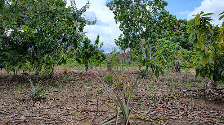 Pré-COP 30: Sistemas agroflorestais da Amazônia atuam no combate às mudanças climáticas