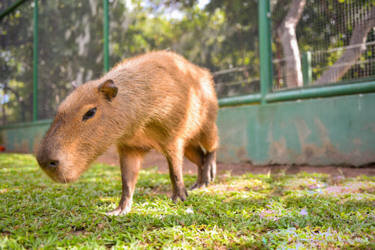 Capivara late? Biólogo explica como é a vocalização do animal