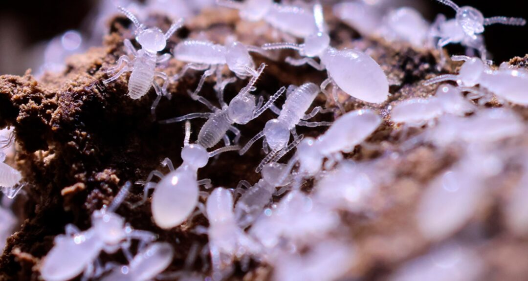 insetos - cupins amazonas