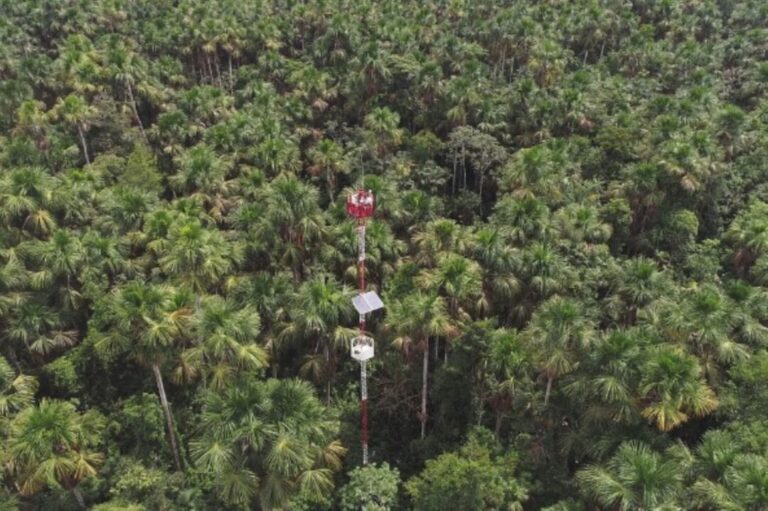 Estudo conclui que zonas úmidas tropicais degradadas emitem gases com efeito estufa potentes