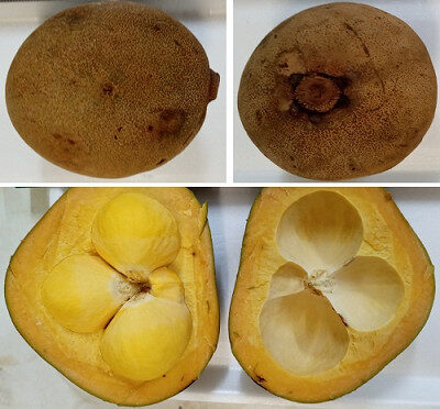 livro reúne informações sobre o piquiá da amazonia