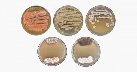Microrganismos da Amazônia revelam potencial agrícola e farmacêutico