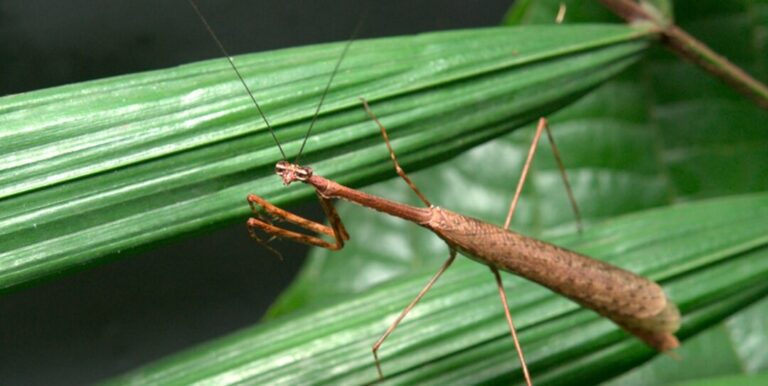 Um continente na copa das árvores amazônicas: o mundo dos insetos